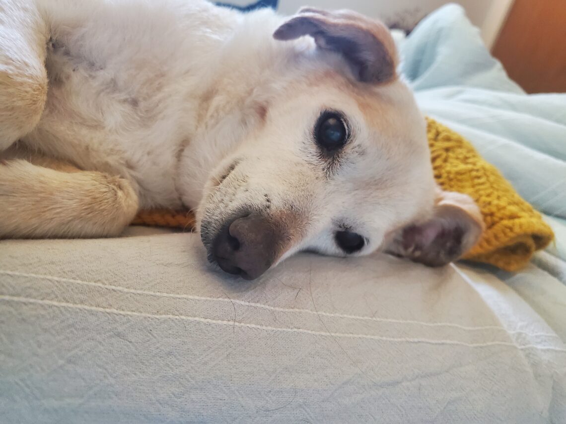 a small white and orange colored senior dog, with a long nose and brown eyes, laying on their side on top of a crochet yellow blanket, and looking into the camera