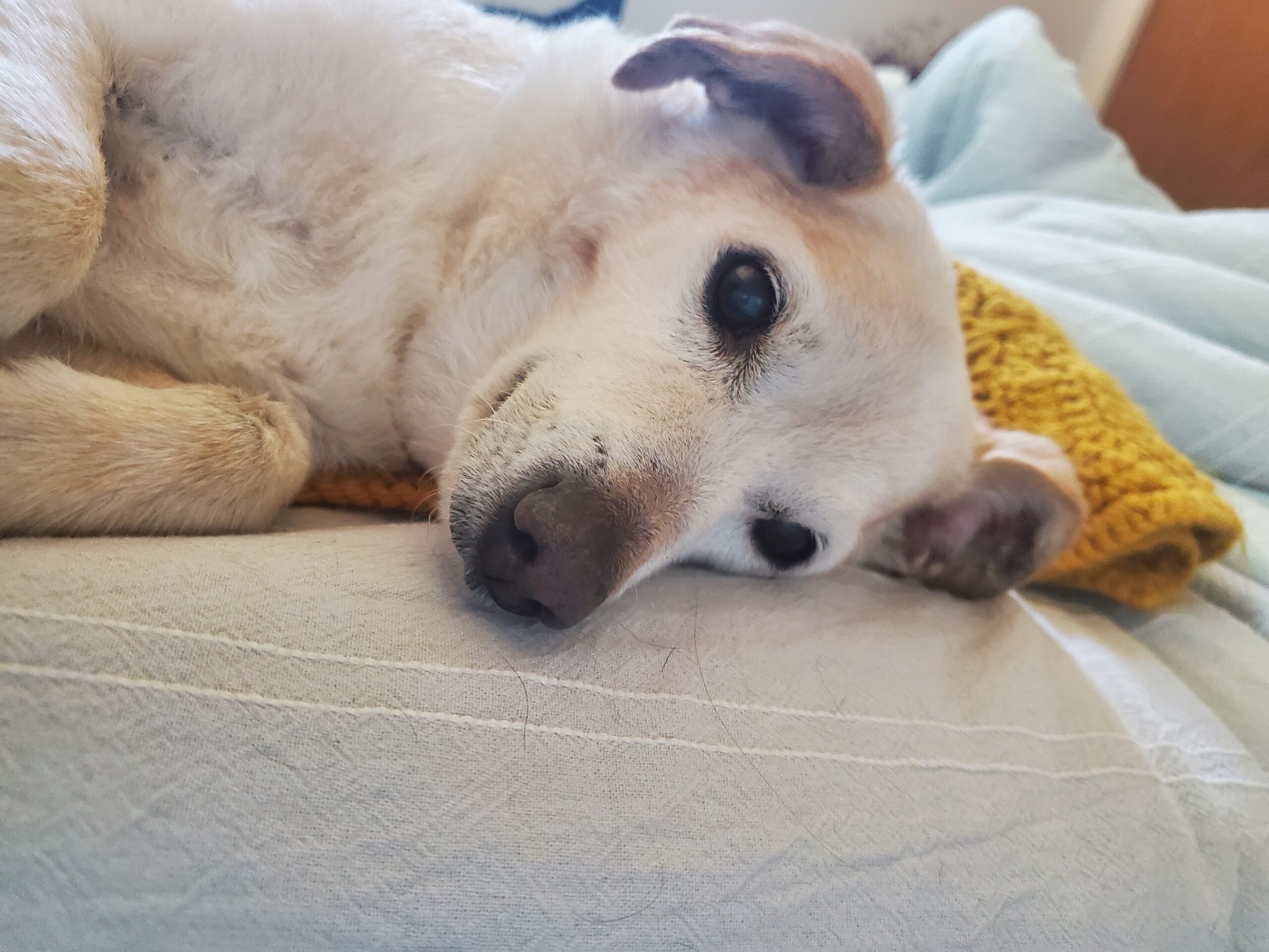 a small white and orange colored senior dog, with a long nose and brown eyes, laying on their side on top of a crochet yellow blanket, and looking into the camera 