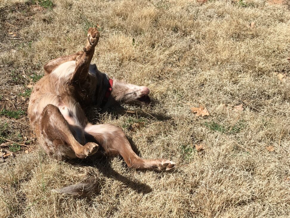A joyful dog named Felix rolls in the grass