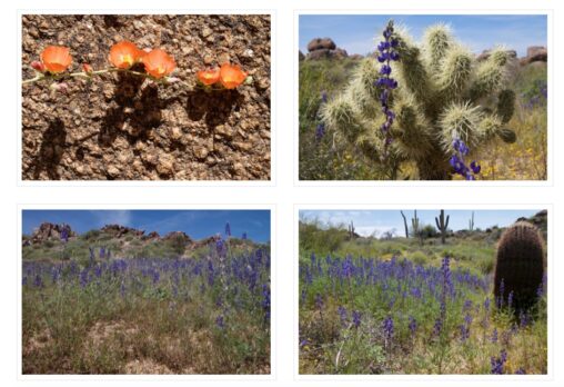 Collage of the 4 images shown in this entry, a row of orange desert mallow, a teddy bear cholla cactus, and two images of desert lupine