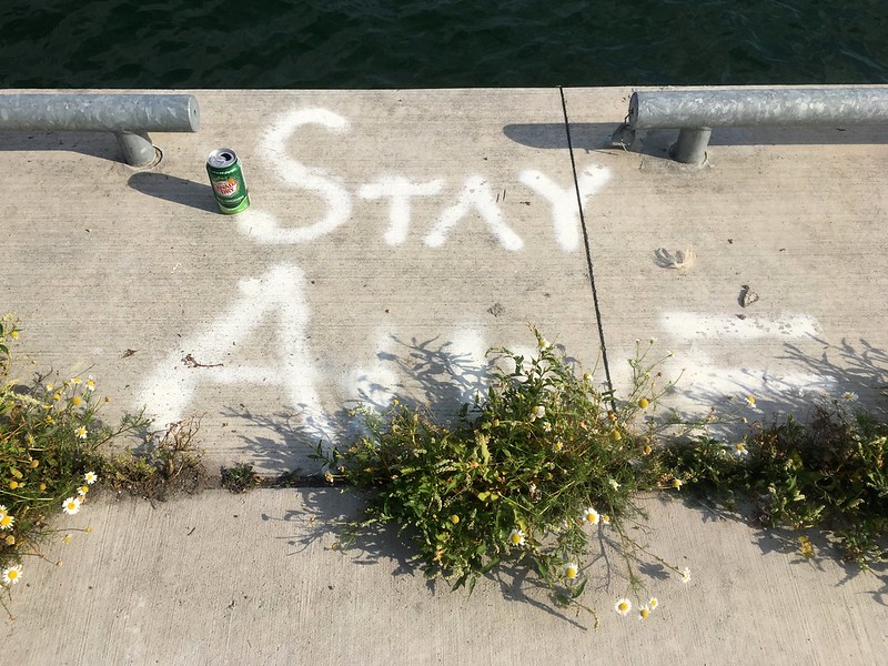 The words Stay Alive painted on a concrete surface between two pipes. There is grass and small flowers growing out of a crack in the concrete