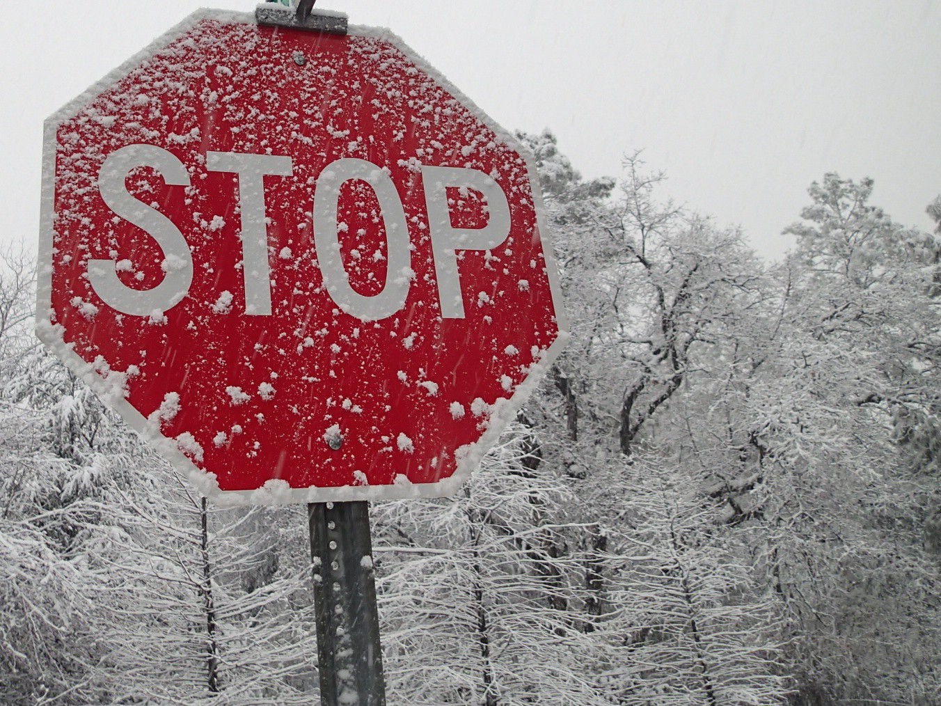 A STOP sign covered with snow flakes and behind it a wintery scene of snow covered trees. Believe it or not, this is in Arizona!